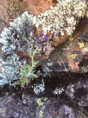 Dense false gilyflower(Allophyllum gilioides)