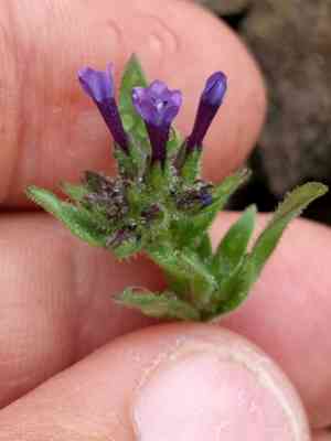 Dense false gilyflower(Allophyllum gilioides)