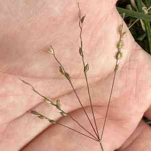 Summergrass(Alloteropsis cimicina)