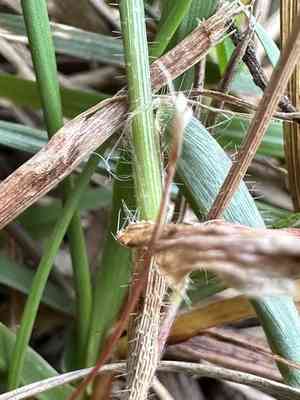 Summergrass(Alloteropsis cimicina)