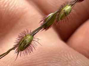 Summergrass(Alloteropsis cimicina)