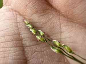 Summergrass(Alloteropsis cimicina)