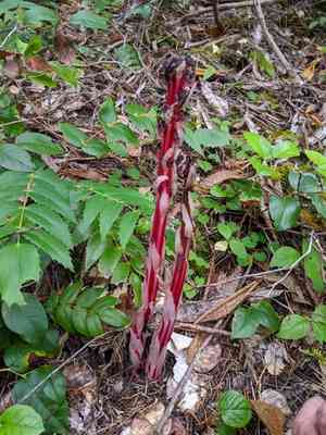 Sugarstick(Allotropa virgata)