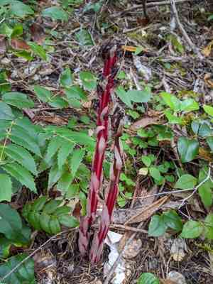 Sugarstick(Allotropa virgata)