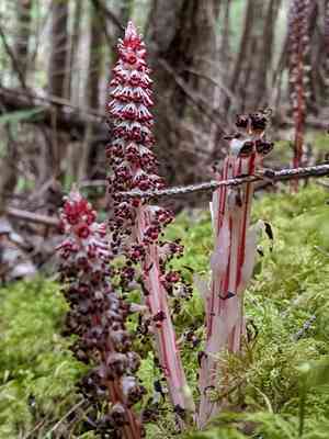 Sugarstick(Allotropa virgata)