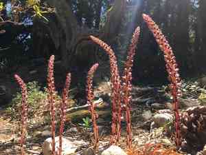 Sugarstick(Allotropa virgata)