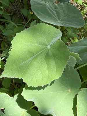Chisos mountain false indianmallow(Allowissadula holosericea)