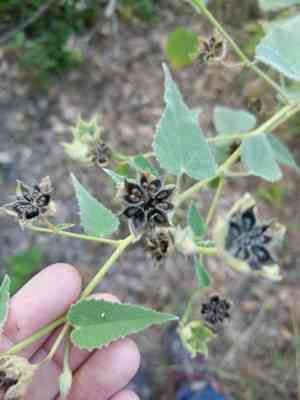 Chisos mountain false indianmallow(Allowissadula holosericea)
