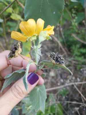 Chisos mountain false indianmallow(Allowissadula holosericea)
