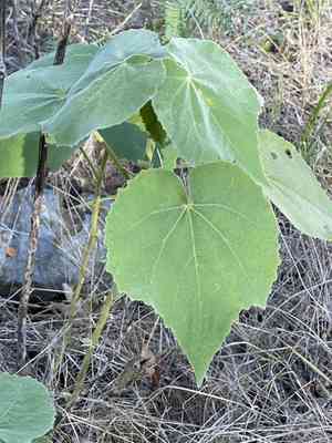 Chisos mountain false indianmallow(Allowissadula holosericea)