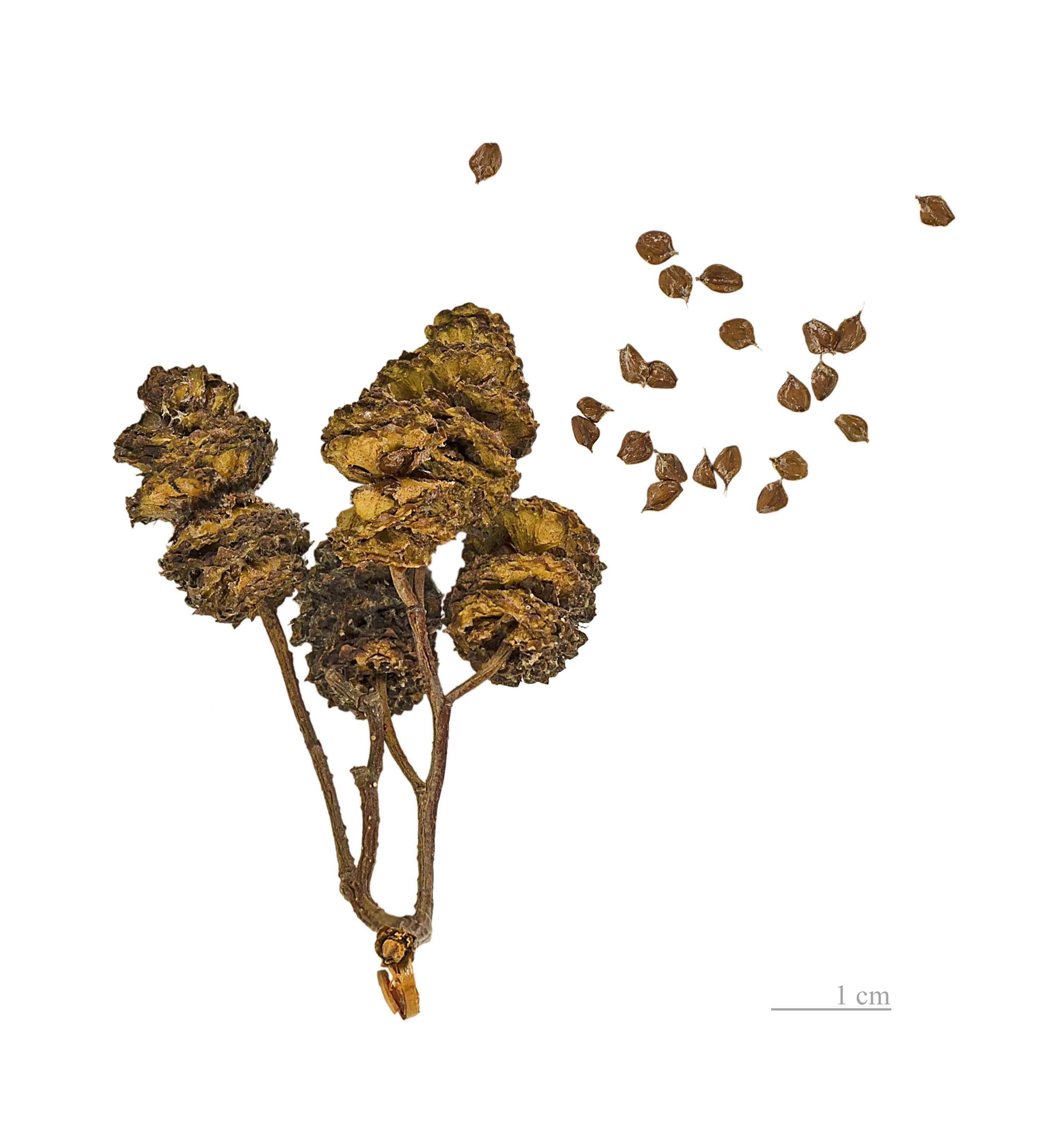 Black alder(Alnus glutinosa)