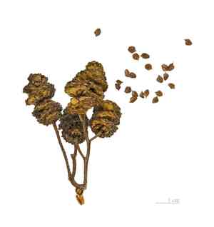 Black alder(Alnus glutinosa)