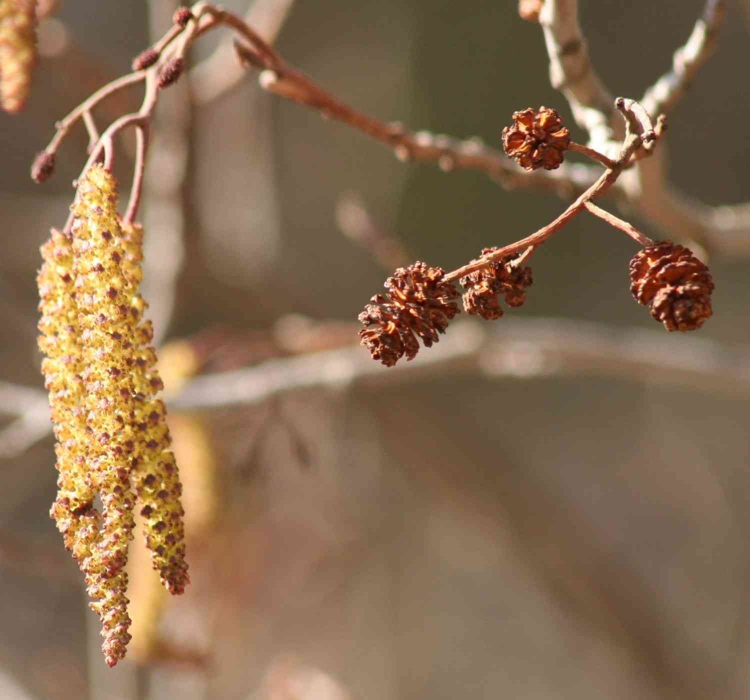 Black alder(Alnus glutinosa)