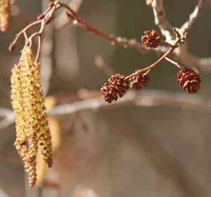 Black alder(Alnus glutinosa)