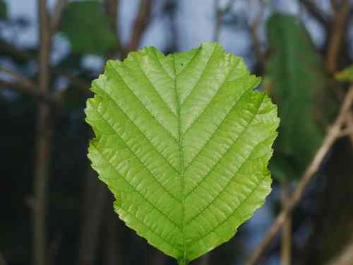 Black alder(Alnus glutinosa)