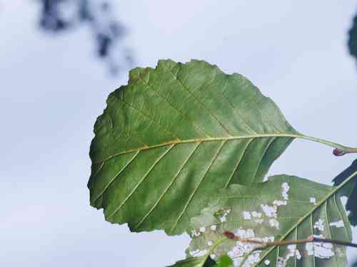 Black alder(Alnus glutinosa)