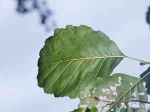 Black alder(Alnus glutinosa)