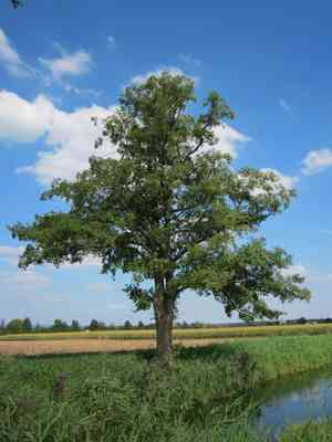 Black alder(Alnus glutinosa)