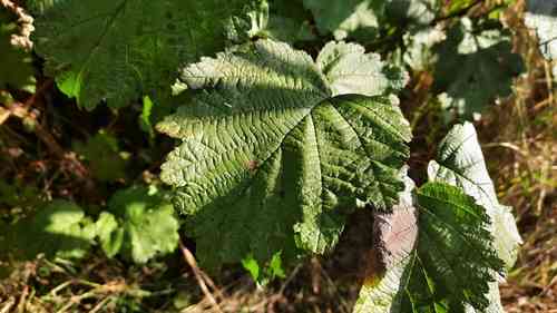 Manchurian alder(Alnus hirsuta)