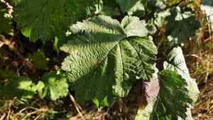 Manchurian alder(Alnus hirsuta)
