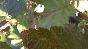 Manchurian alder(Alnus hirsuta)