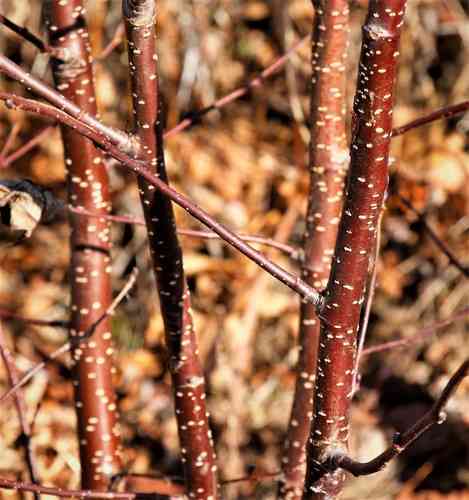 Manchurian alder(Alnus hirsuta)