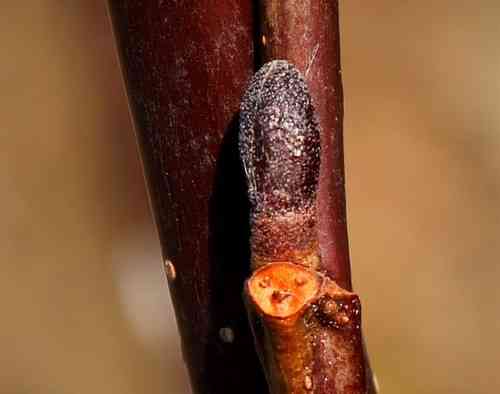 Manchurian alder(Alnus hirsuta)