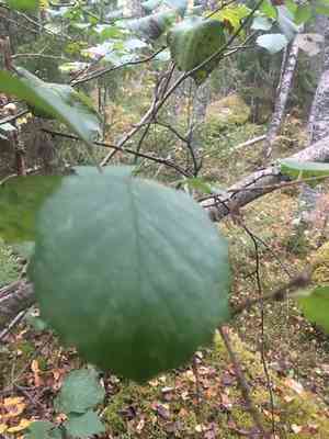 Gray alder(Alnus incana)