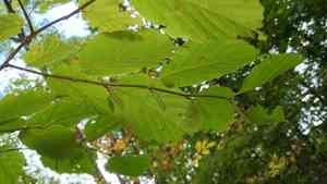 Gray alder(Alnus incana)