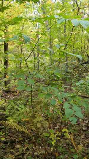 Gray alder(Alnus incana)