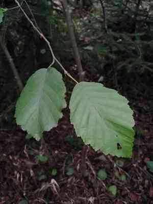 Gray alder(Alnus incana)