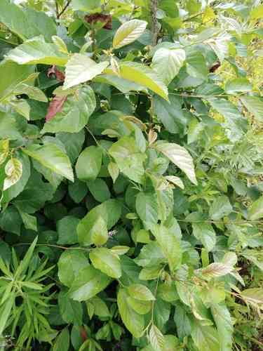 East Asian alder(Alnus japonica)