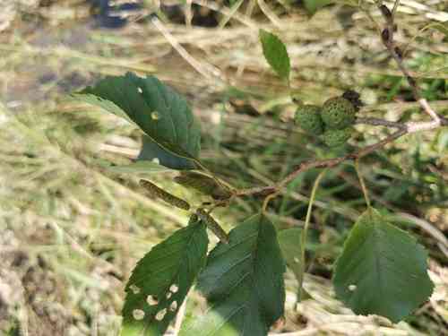 East Asian alder(Alnus japonica)