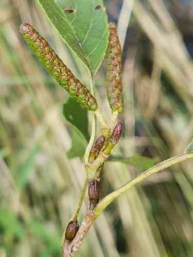 East Asian alder(Alnus japonica)