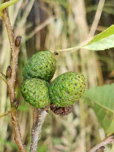 East Asian alder(Alnus japonica)