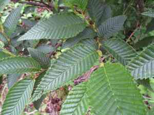 Alnus pendula(Alnus pendula)
