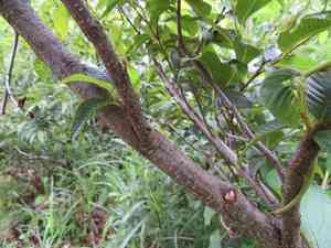 Alnus pendula(Alnus pendula)