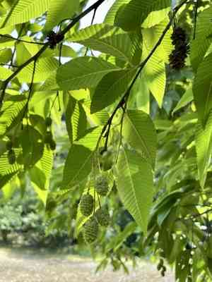 Alnus pendula(Alnus pendula)