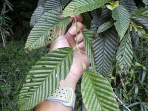 Alnus pendula(Alnus pendula)