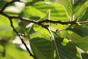 White Alder(Alnus rhombifolia)