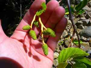White Alder(Alnus rhombifolia)