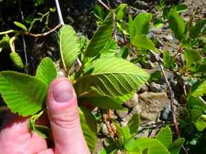 White Alder(Alnus rhombifolia)