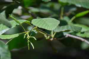 White Alder(Alnus rhombifolia)