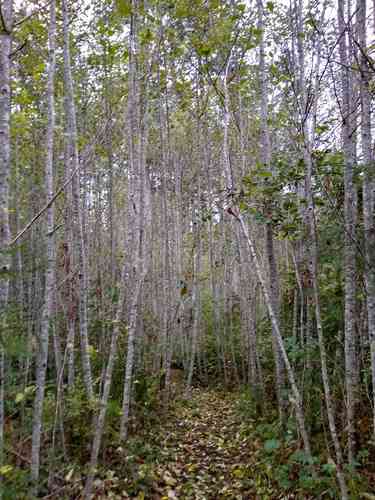 Red alder(Alnus rubra)
