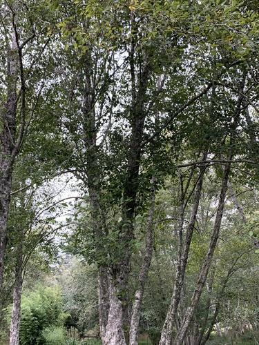 Red alder(Alnus rubra)