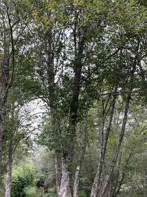 Red alder(Alnus rubra)