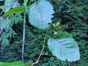 Red alder(Alnus rubra)