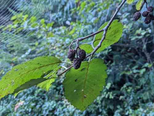 Red alder(Alnus rubra)