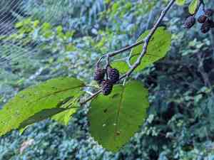 Red alder(Alnus rubra)