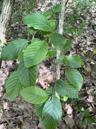 Hazel alder(Alnus serrulata)